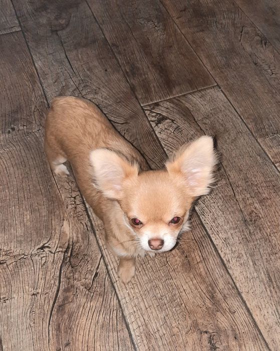 Девочка#чихуахуа