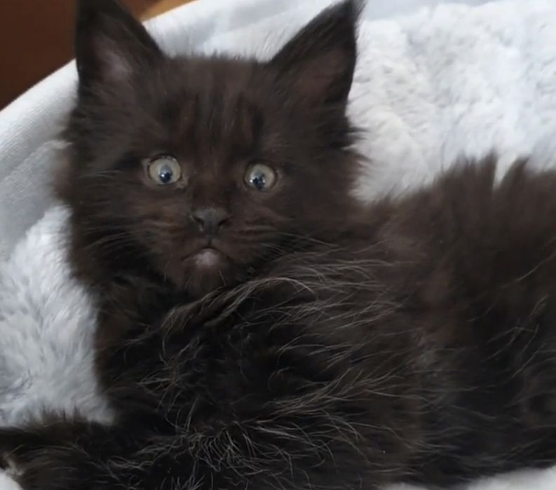 Czarny kociak Maine coon   kotki kotek