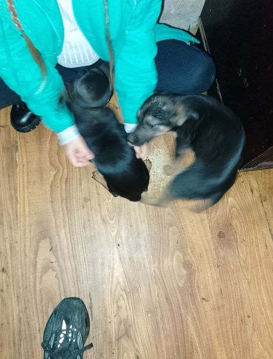 Цуценята (майже) такси в добрі руки