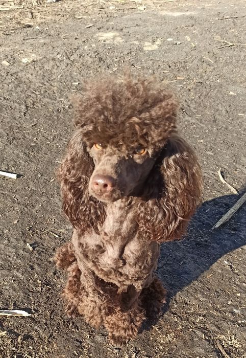 Вязка. Шоколадный миниатюрный пудель