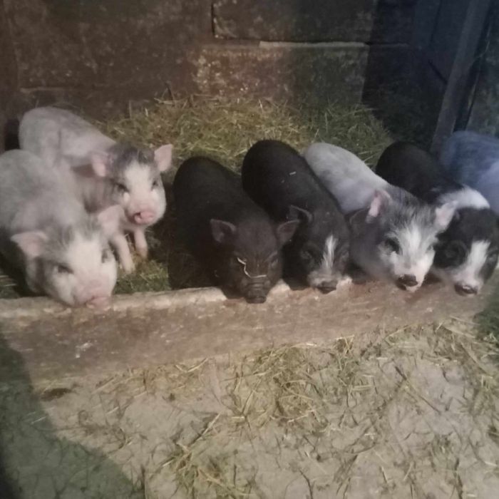 Продам в'єтнамські поросята ціна договірна 0