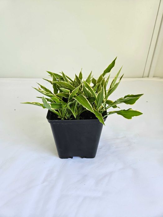 Funkia Hosta 'Francee' – roślina do cienia, białe obrzeżenia liści