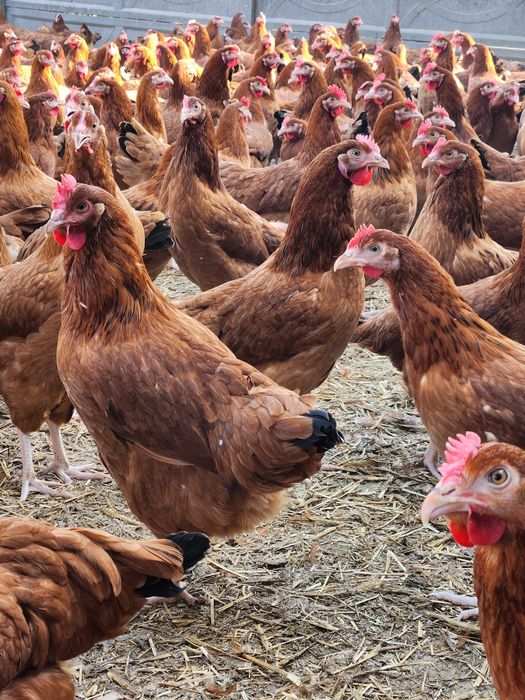 Kury nioski Rosa z własnej hodowli. Dominant z jajkiem. Dowóz Gratis