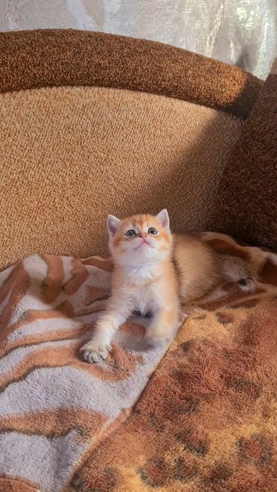 Шотландская золотая шиншилла