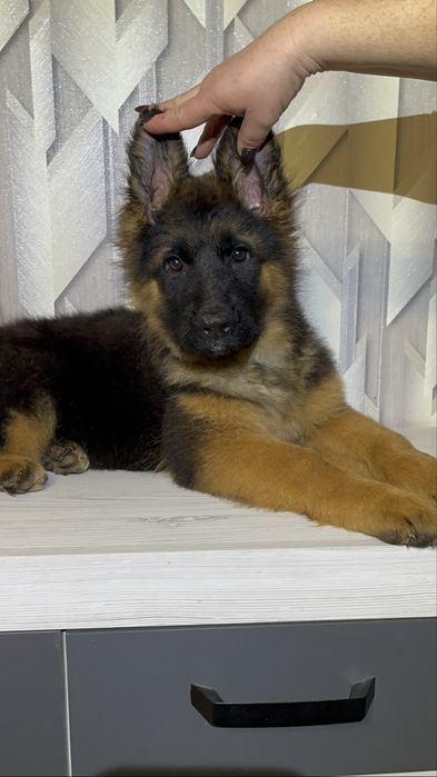 Німецька вівчарка