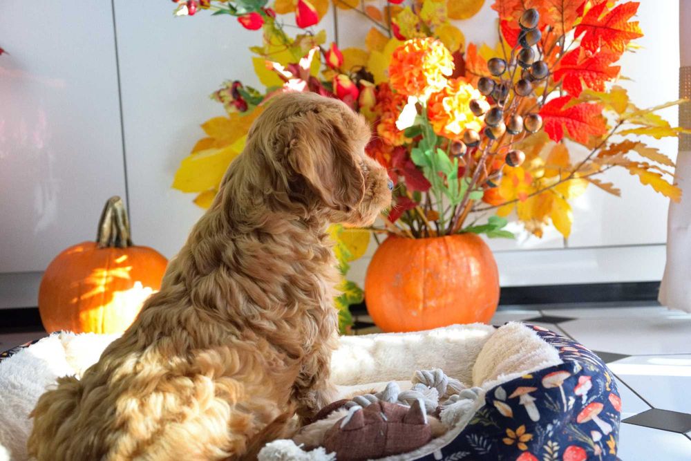 Cockapoo sunia F1 Cocker spaniel & pudel miniatura