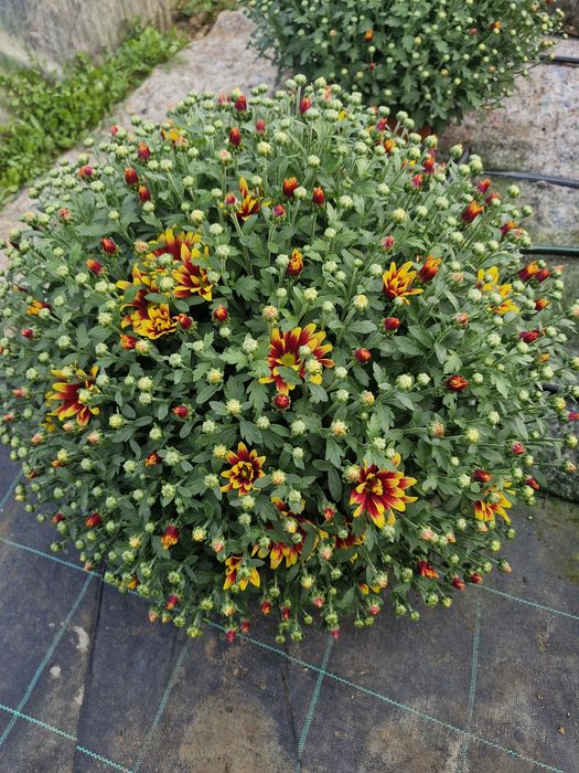 Chryzantemy drobnokwiatowe