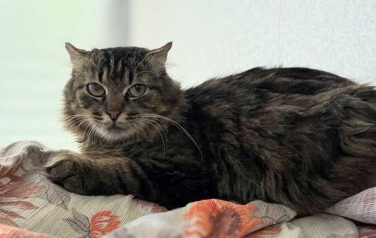 Джесі віслоушка стерилізована