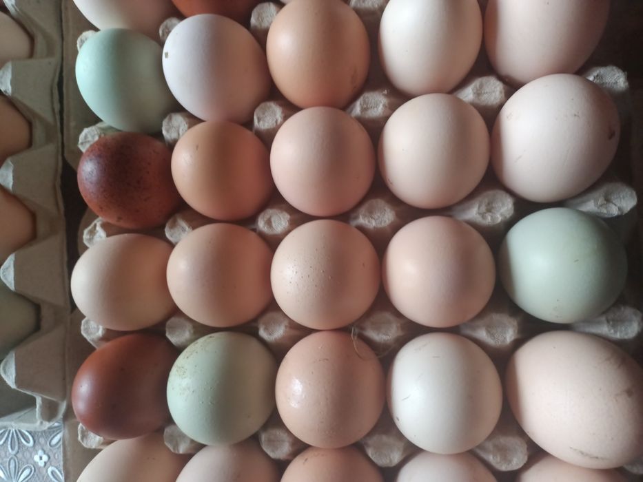 Jaja lęgowe mixy