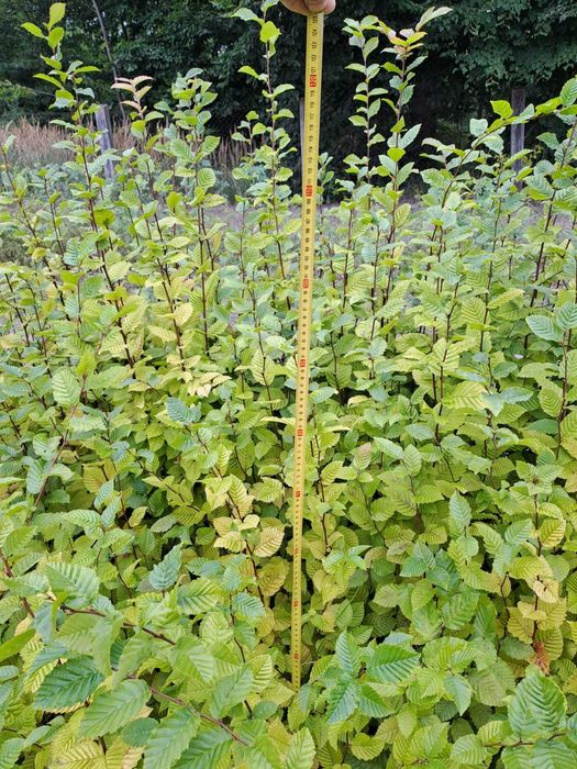 Sadzonki grabu 60 cm - 110 cm na żywopłot