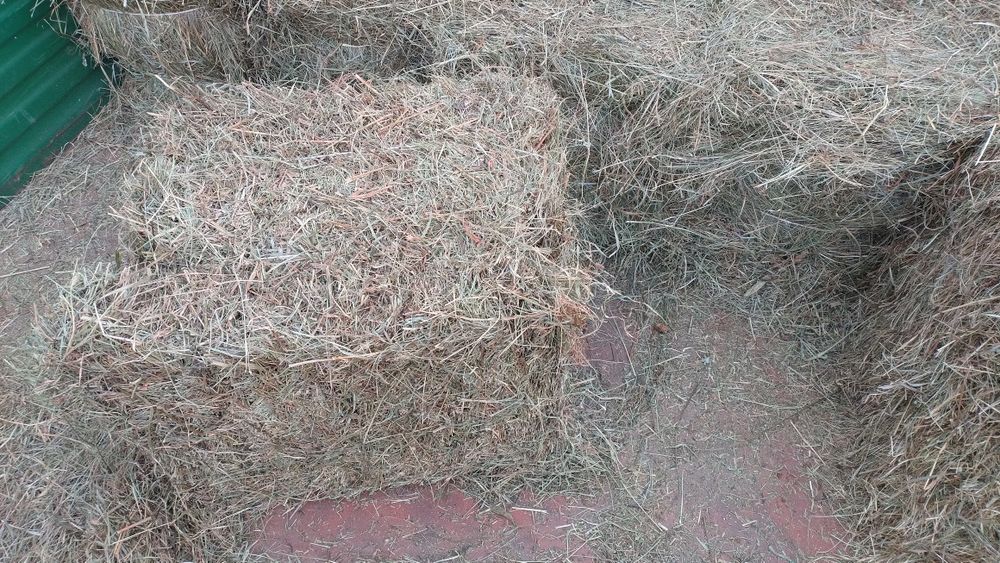 Siano tego roczne pierwszy i drugi pokos