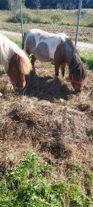 Klacz zrebna  i ogierek  para