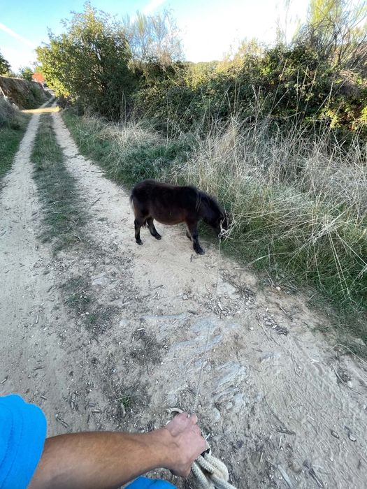 Vendo mini pônei macho