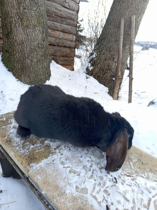 Samica rasy baran francuski
