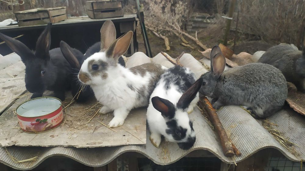 Кролики, крольчата 2 мес