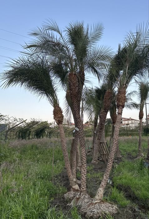 Palmeira Phoenix roebelenii - Exemplares