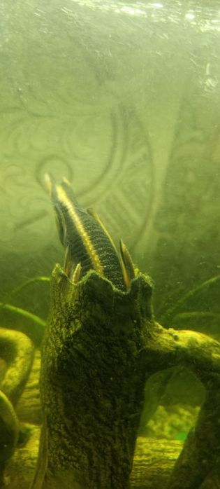 Акваріум  з кришкою 70 літрів.