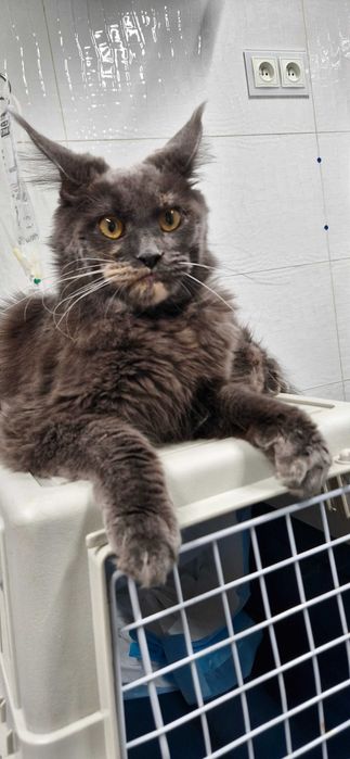 Kocurek Maine Coon FPL FIFE opcja hodowlana