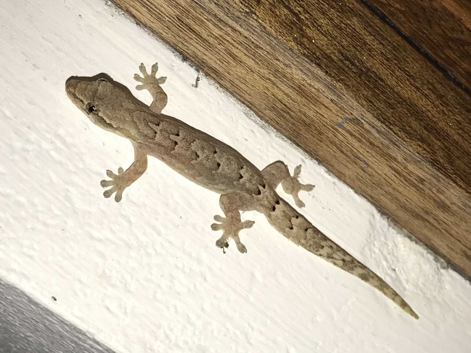 Gekon płaczący Lepidodactylus lugubris