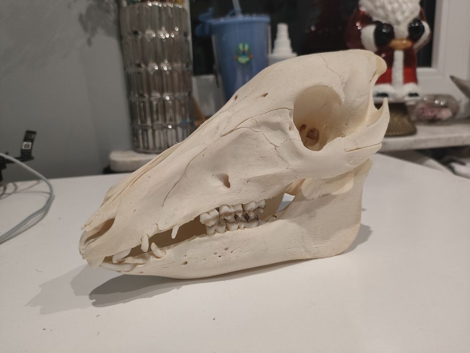 Czaszka małego dzika taksydermia taxidermy natural  kości