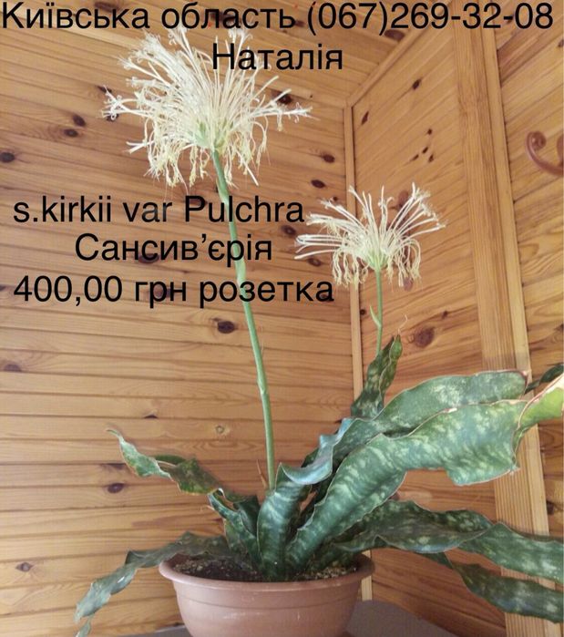 Сансев‘єра види, сансевʼєрія. Сингоніум види.