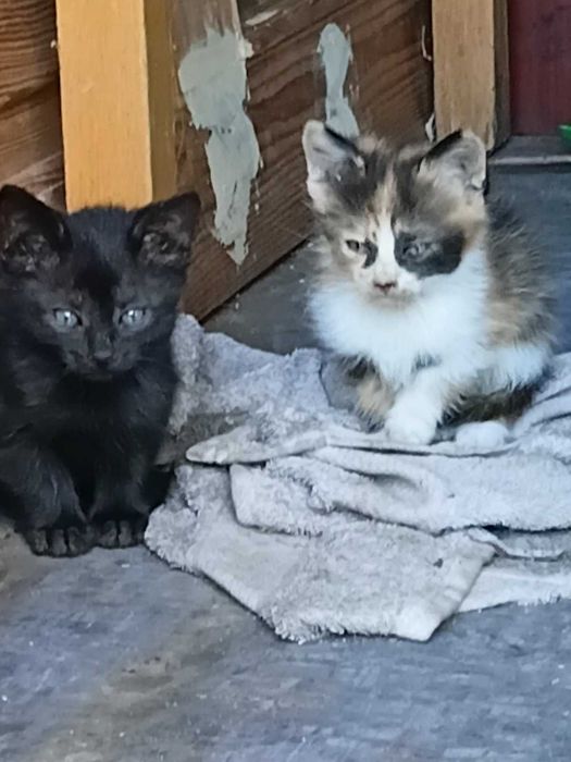 Котята бесплатно