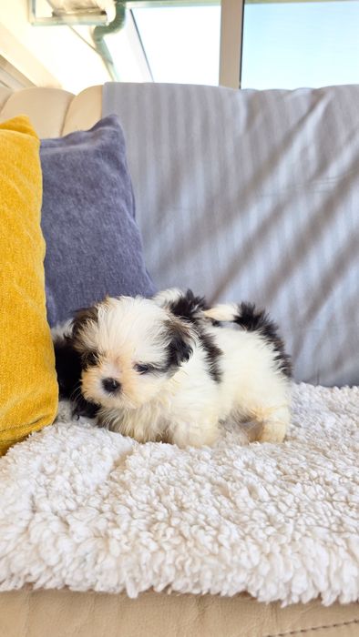 Shih-tzu Bicolor Fêmea