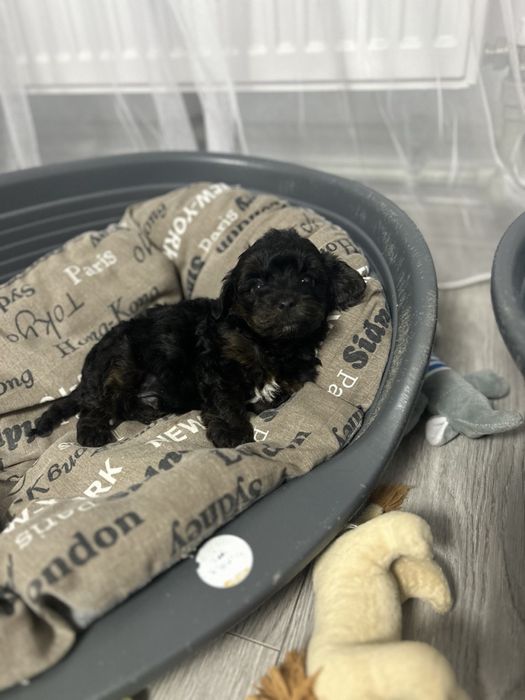 Хлопчик йоркопу