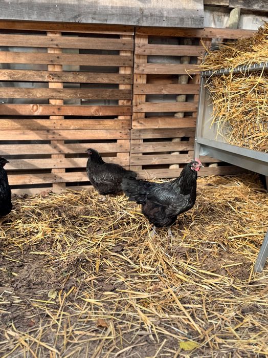 Galinhas Pretas Lusitânicas