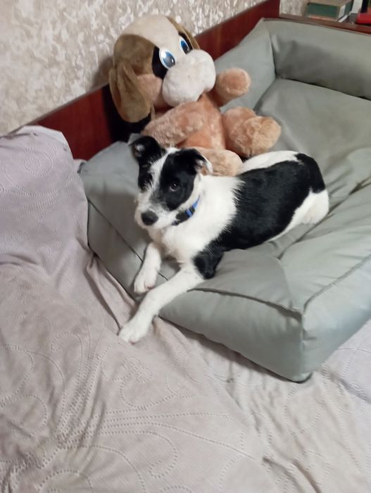 Отдам щенка-подростка