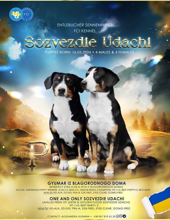 Ентлебухер Энтлебухер зенненхунд цуценята