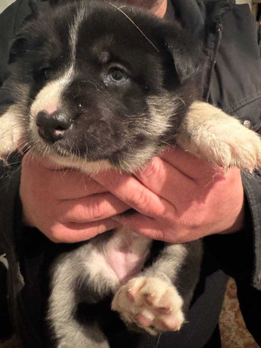 Отдам  бесплатно щеноков полу-хаски