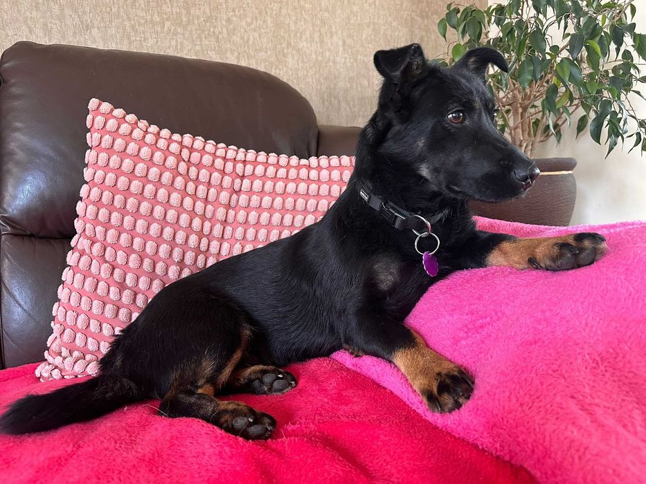 Janka - urocza sunia do adopcji!