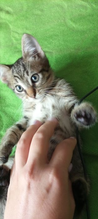 Два братика шукають родину