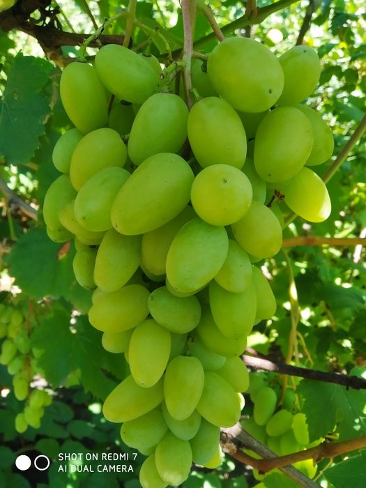 Продам саженцы винограда и чубуки