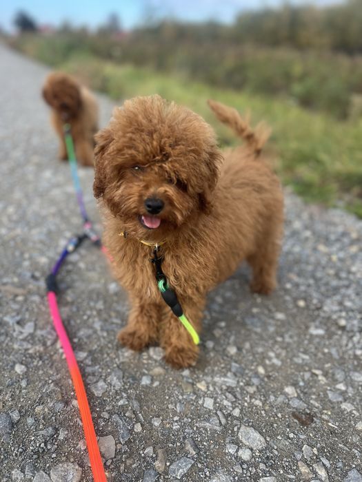 Maltipoo F1b pudel piesek