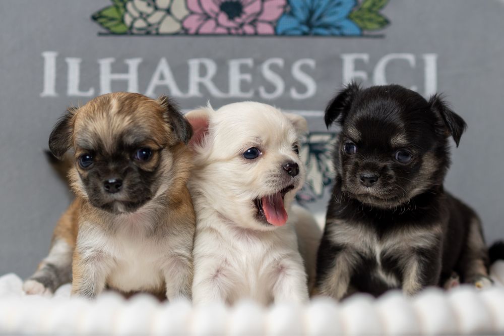 Chihuahua długowłosy - HULTAJ Ilharess