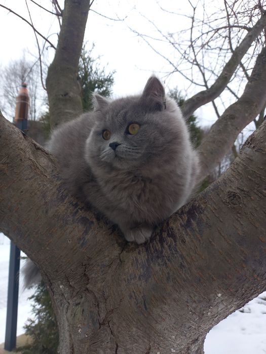 Котики шукає дім