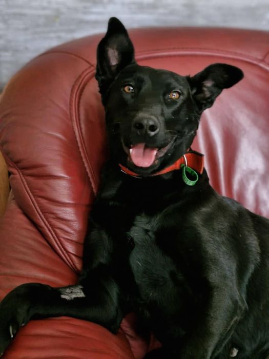 Стерилізована собака в самі добрі руки