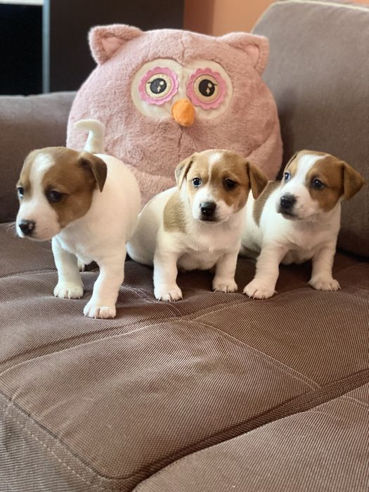 Джек рассел