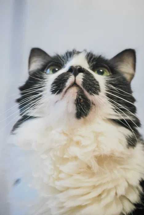 Catsitting personalizado do domicílio em Almada