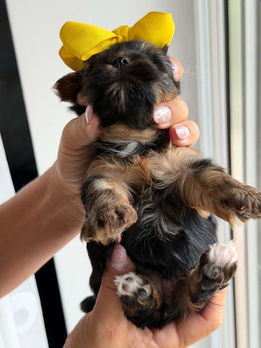 Yorkshire terrier