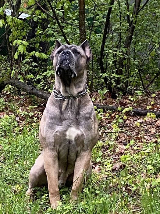Шукаємо дівчинку для мого хлопчика, ще не розвязаний,  1 рік 9 місяців