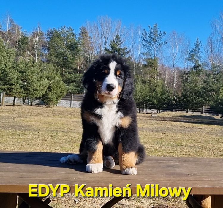 Berneński pies pasterski*piesek