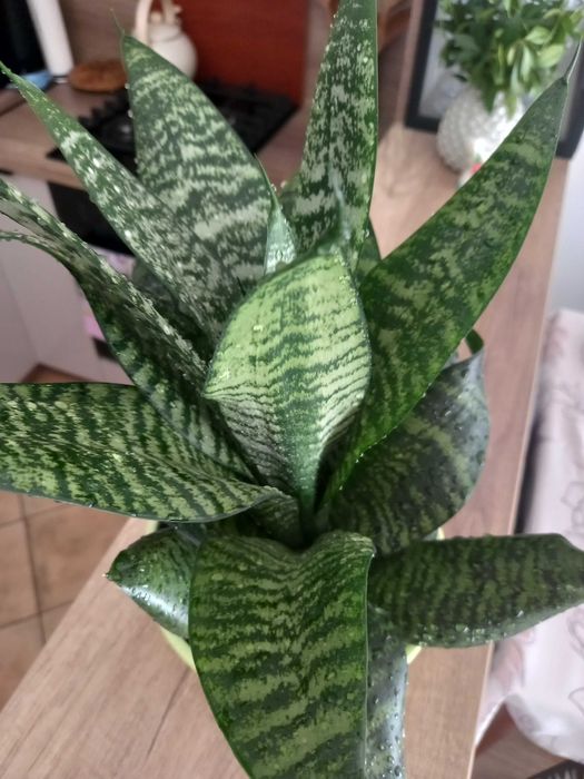 Sansewieria gwinejska