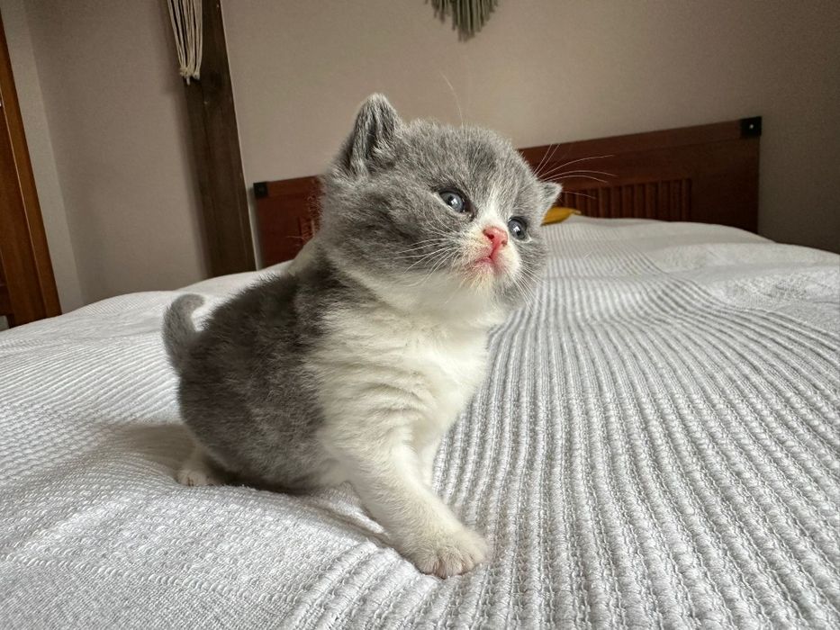 Kotka brytyjska a bicolor FPL