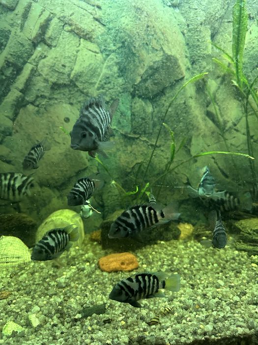 Зебри (чорносмугі цихлазоми)