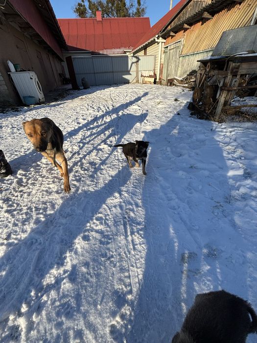 Собачки в хороші руки