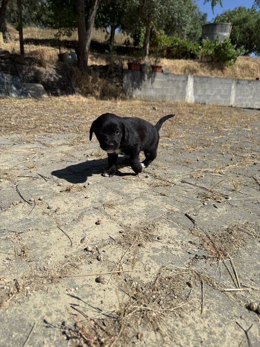 Cães bebés para adoção