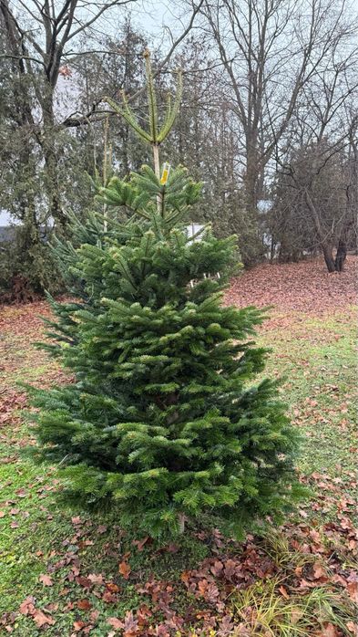 Choinki PREMIUM Gęste rondo w Debe -hurt/Detal 80 zł